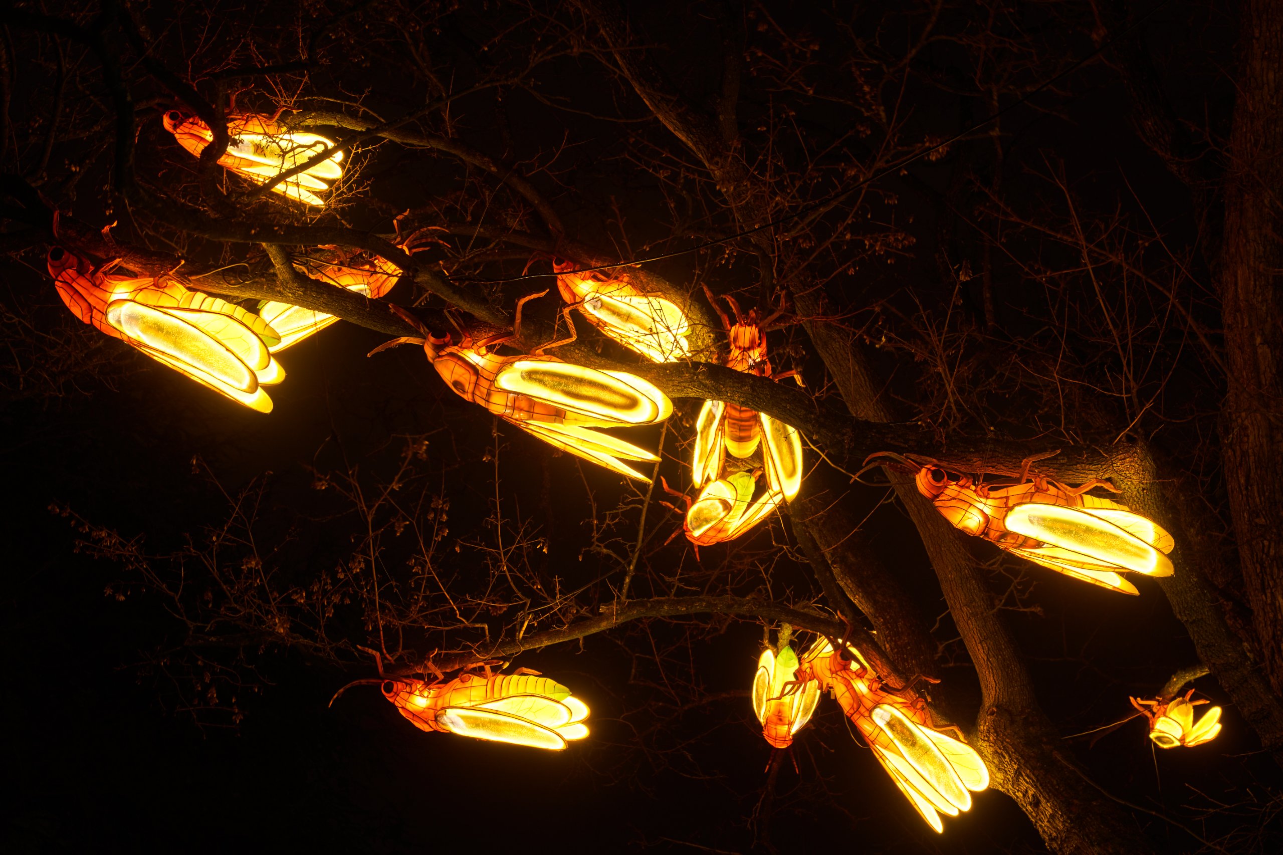 2024 01 03 Köln Zoo China Lights 1216